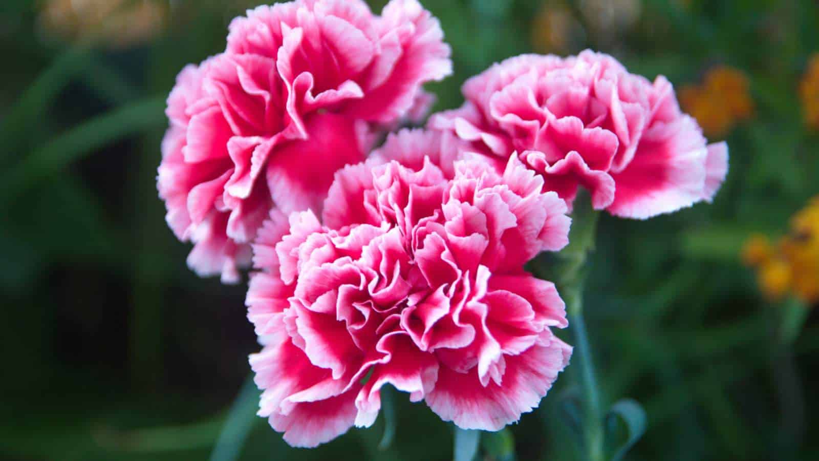 Carnation