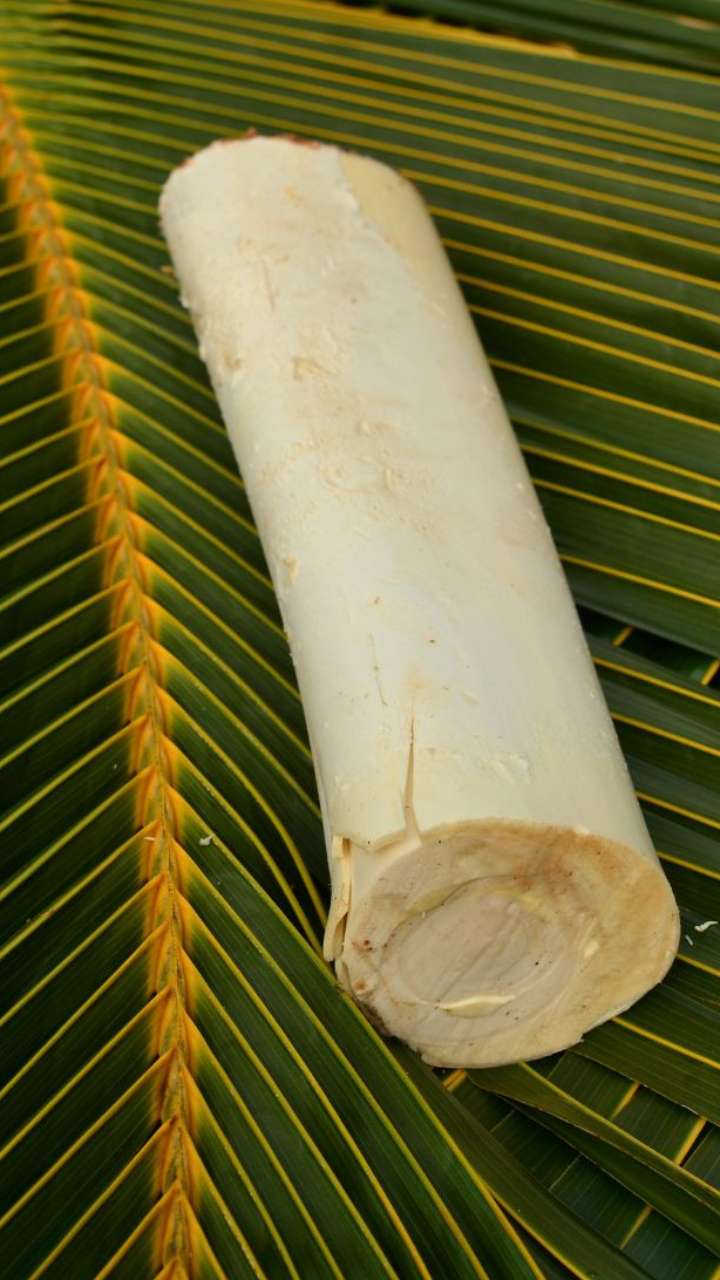 Thenanguruthu