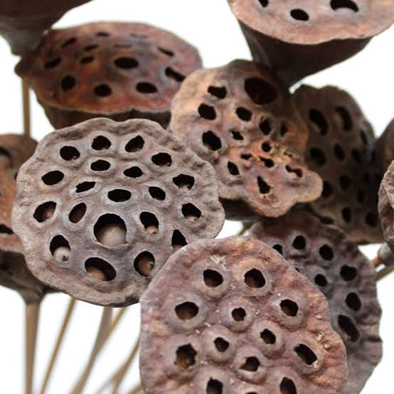 Lotus Pod