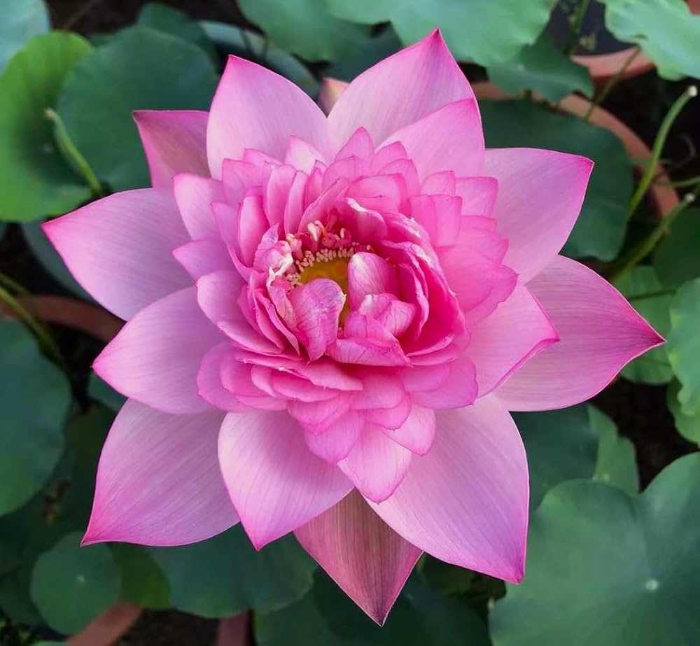 Lotus Pink