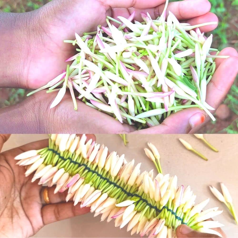Mullai