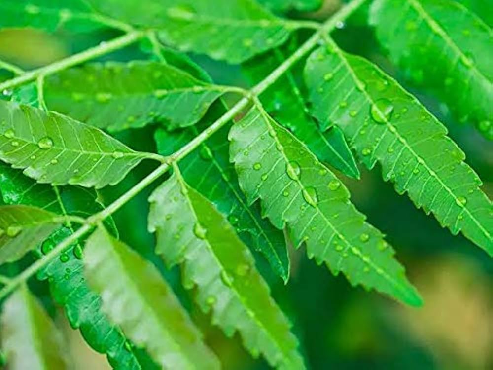Neem Leaf