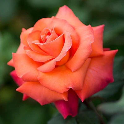 Orange Rose