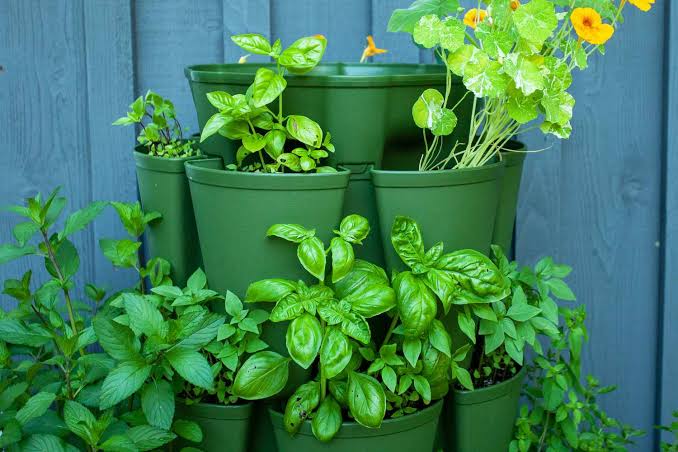 Other Herbs
