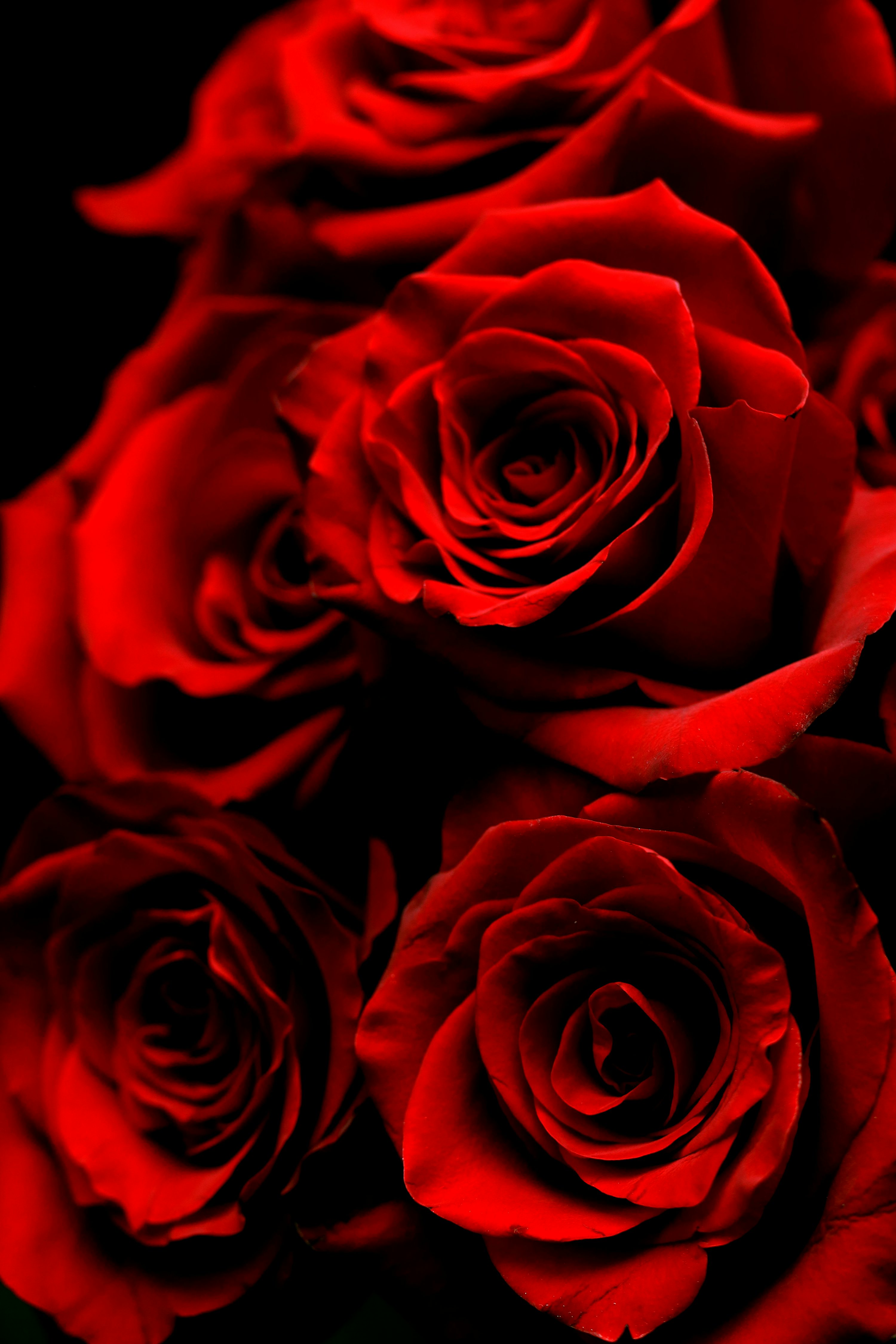 Red Rose