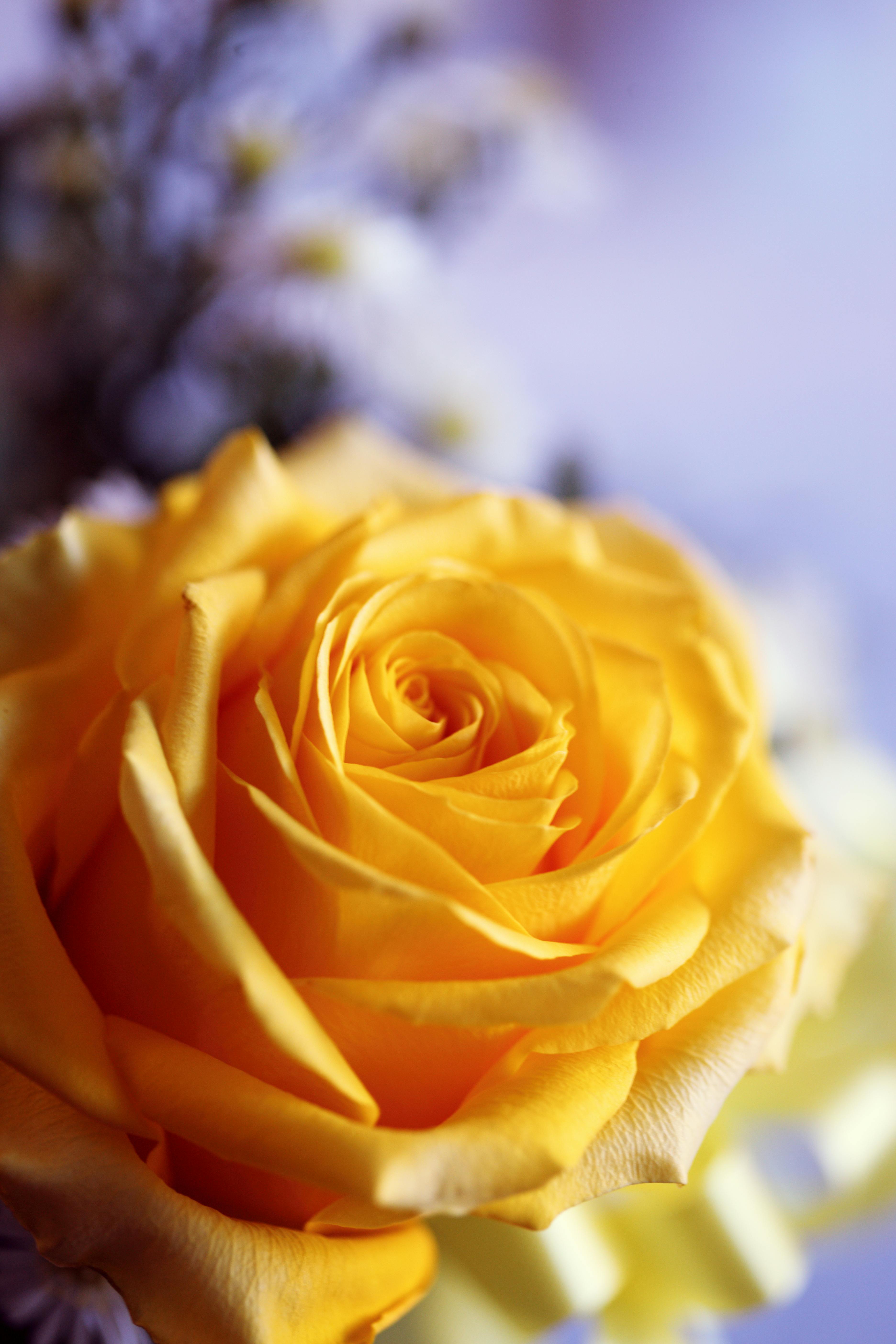 Yellow Rose