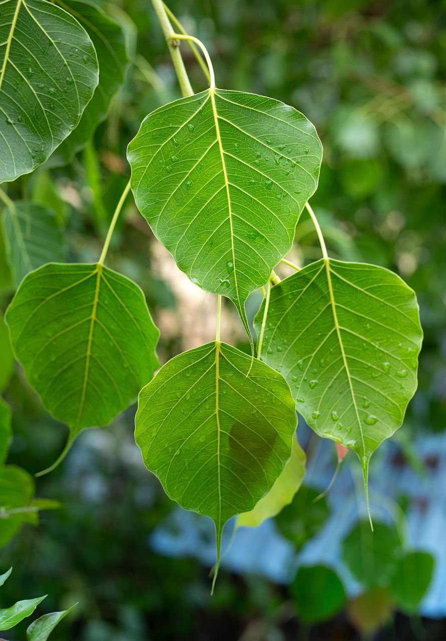 Pooja Leaves
