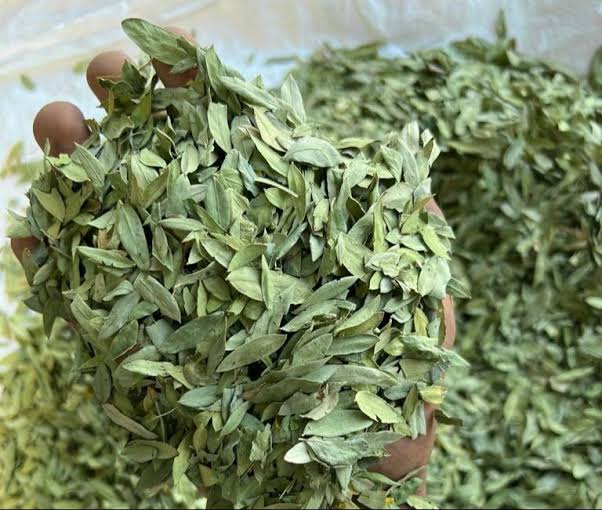 Seena Leaves Dried